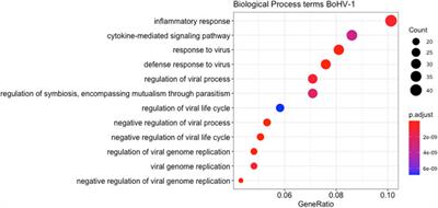 Whole blood transcriptome analysis in dairy calves experimentally challenged with bovine herpesvirus 1 (BoHV-1) and comparison to a bovine respiratory syncytial virus (BRSV) challenge